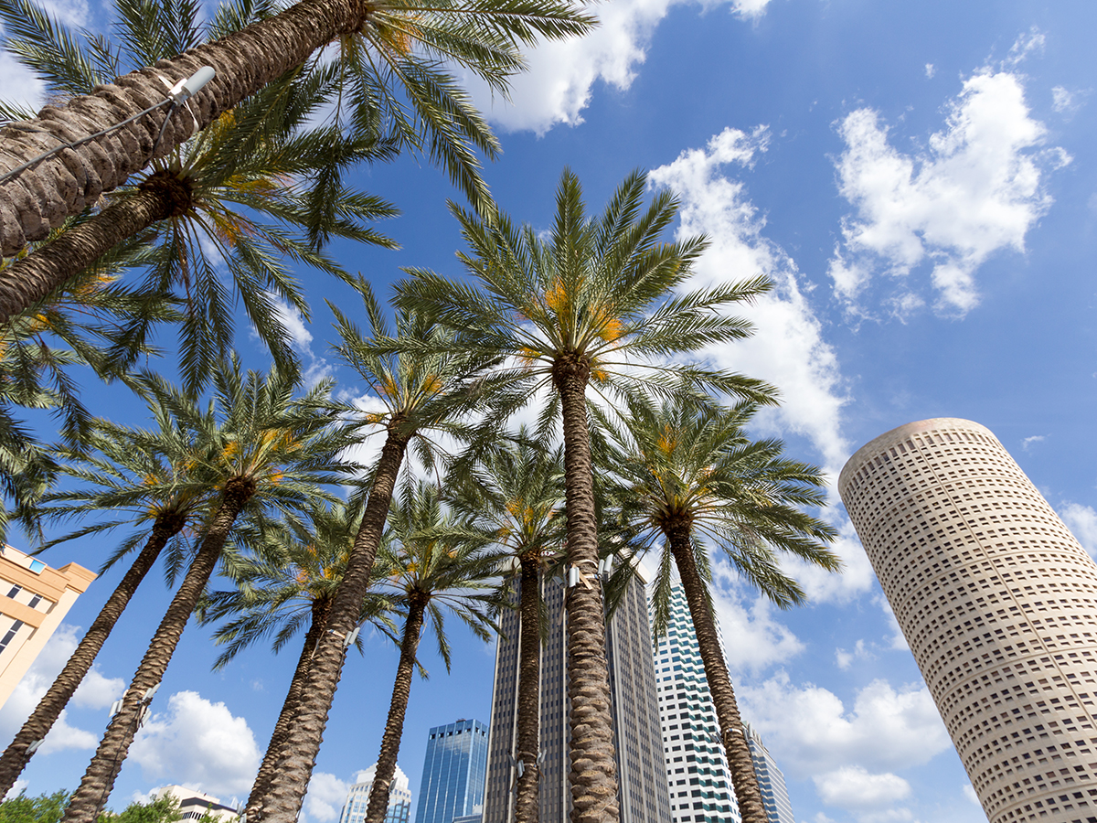 view of palm trees and modern tall building from the bottom up