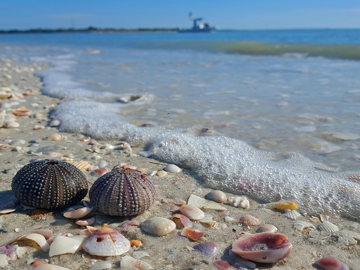 ocean beach with seashells